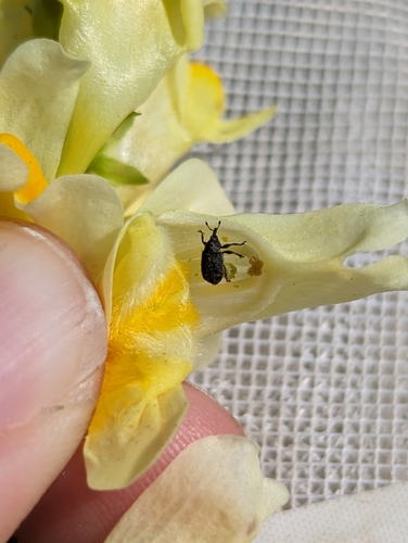 Toadflax Seed Weevil photo 2