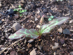 Erythronium helenae