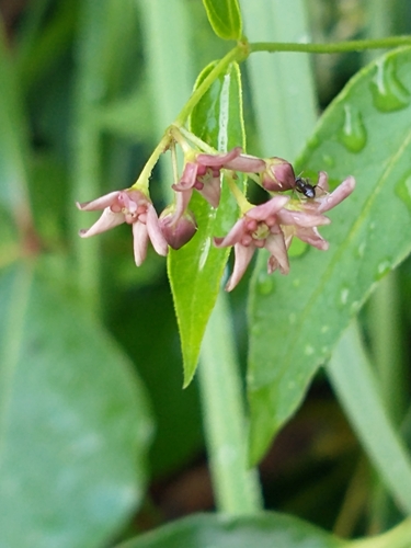Siberian Cinquefoil (Vincetoxicum rossicum)