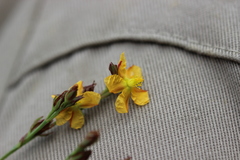 Hypericum silenoides
