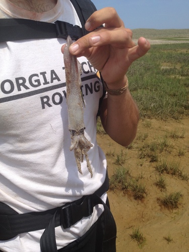 Doryteuthis pealeii