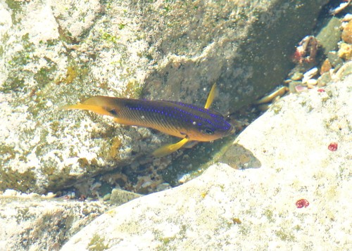 Stegastes rocasensis