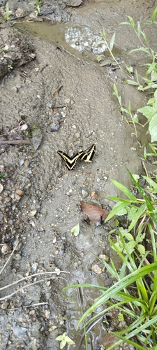 New World Giant Swallowtails and Allies