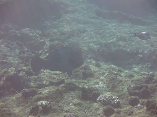 Bolbometopon muricatum