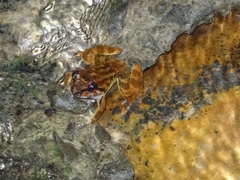 Limnonectes conspicillatus