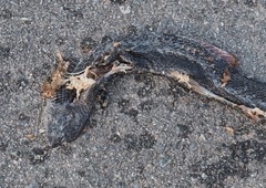 Naja sumatrana