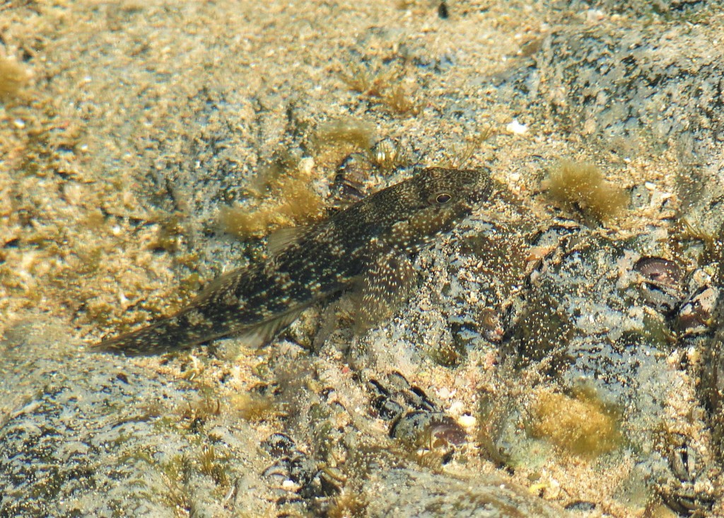 Noronha Frillfin Goby