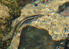 Thalassoma noronhanum