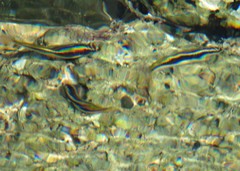 Thalassoma noronhanum