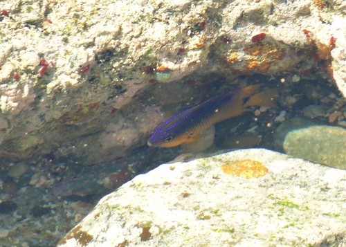 Rocas damselfish (Stegastes rocasensis) — Pomacentridae — 5