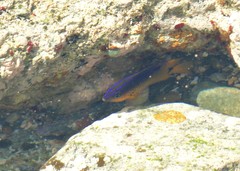 Stegastes rocasensis