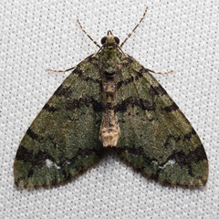Hydriomena albifasciata