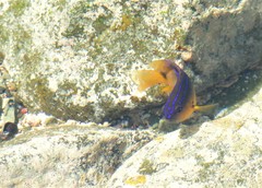 Stegastes rocasensis