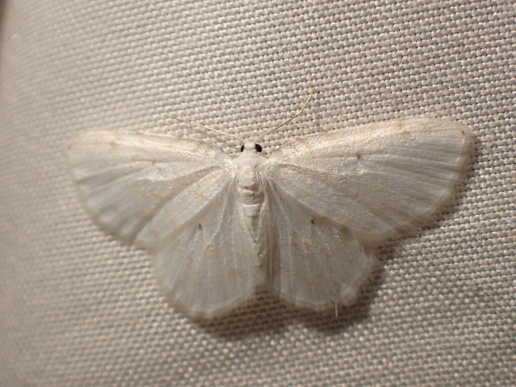 Fragile White Carpet