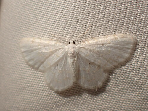 Fragile White Carpet