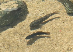 Bathygobius brasiliensis