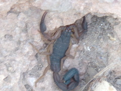 Centruroides edwardsii