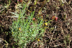Hypericum silenoides