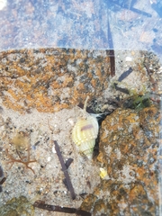 Nassarius pauperatus