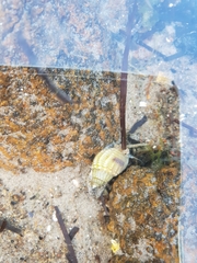 Nassarius pauperatus
