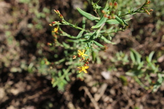 Hypericum silenoides