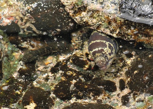 Echidna catenata