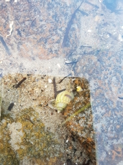 Nassarius pauperatus