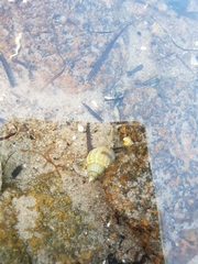 Nassarius pauperatus