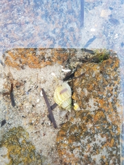 Nassarius pauperatus