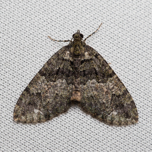 Hydriomena albifasciata photo 3