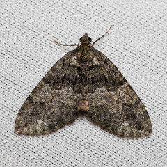 Hydriomena albifasciata