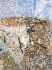 Nassarius pauperatus