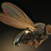 Pseudodinia angelica - Photo (c) Eric Cleveland,  זכויות יוצרים חלקיות (CC BY-NC), הועלה על ידי Eric Cleveland