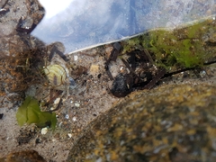 Nassarius pauperatus