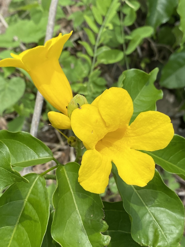 Adenocalymma apurense