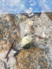 Nassarius pauperatus