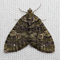 Hydriomena albifasciata