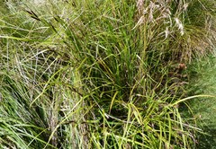 Carex dipsacea