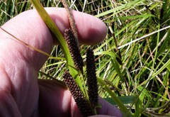 Carex dipsacea