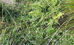 Lobelia angulata