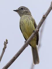 Forest Elaenia photo 2