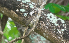 Dulus dominicus