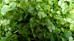 Hydrocotyle microphylla