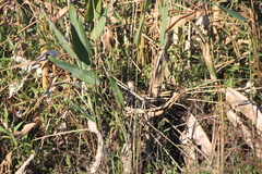 Certhiaxis cinnamomeus