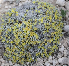 Eriogonum acaule