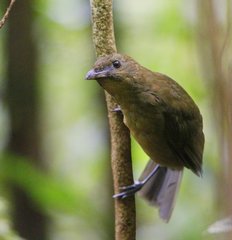 Vogelkop Bowerbird photo 3