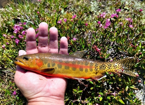 Golden trout (Oncorhynchus aguabonita) — Salmonidae