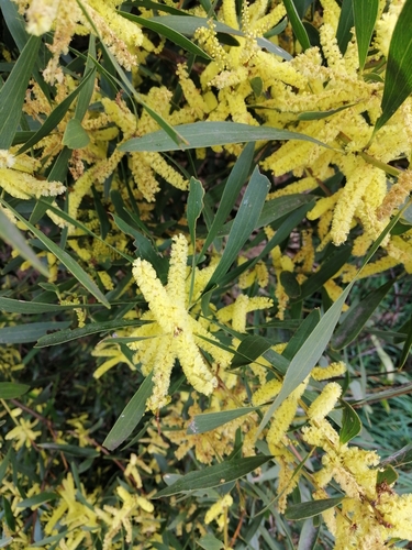 Acacia longifolia