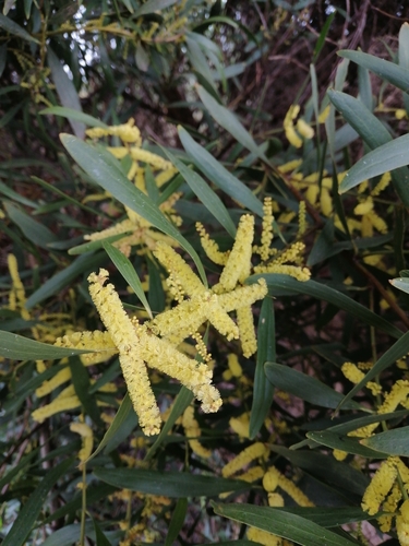 Acacia longifolia