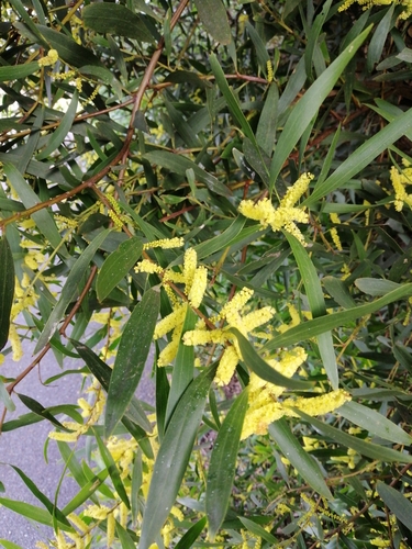 Acacia longifolia